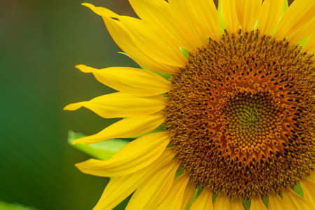 A beautiful blooming sunflowerの写真素材