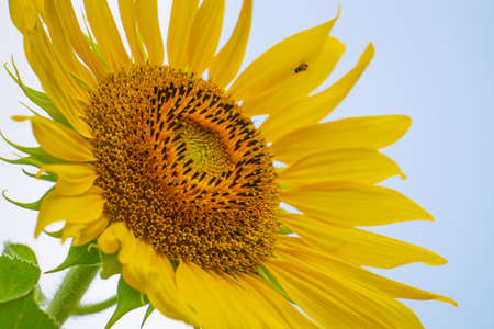 Beautiful blooming sunflowers against the sky backdrop.の写真素材