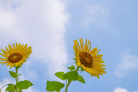 Beautiful blooming sunflowers against the sky backdrop.の写真素材