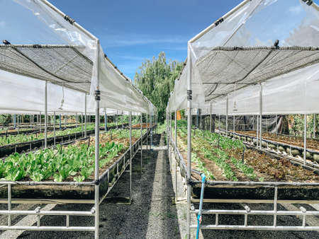 Roof trusses in an organically grown hydroponics vegetable farm.の写真素材