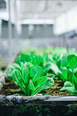 Hydroponics vegetable farm grown using organic methods. From a close-up photoshootの写真素材