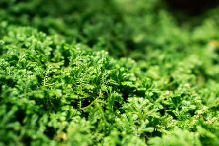 Beautiful Bright Green moss grown up cover the rough stones and on the floor in the forest. Show with macro view. Rocks full of the moss texture in nature for wallpaper.の写真素材