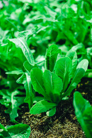 Hydroponics vegetable farm grown using organic methods. From a close-up photoshootの写真素材