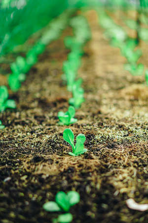 Hydroponics vegetable farm grown using organic methods. From a close-up photoshootの写真素材