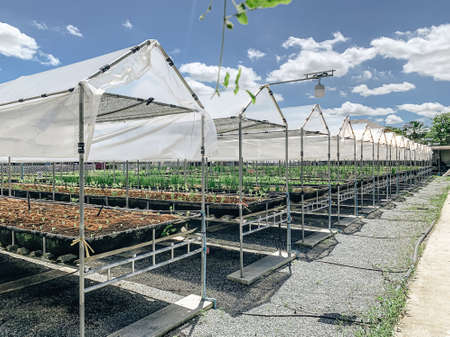 Roof trusses in an organically grown hydroponics vegetable farm.の写真素材