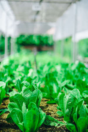 Hydroponics vegetable farm grown using organic methods. From a close-up photoshootの写真素材