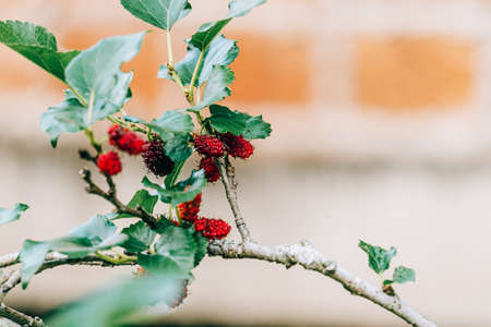 Mulberries on the branches are beautiful.の写真素材