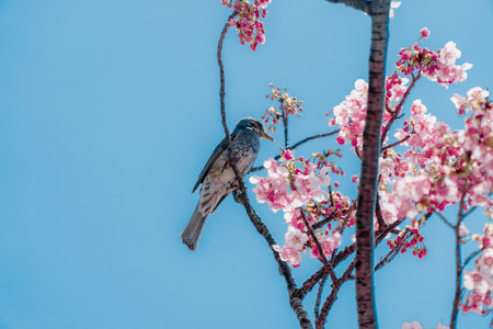 The cherry blossoms in full bloom contrast beautifully with the blue sky.