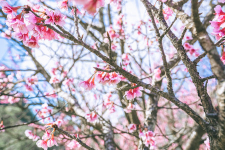 The cherry blossoms in full bloom contrast beautifully with the blue sky.