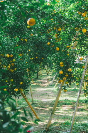 Sunlight streams through the leaves of a Northern Thai mandarin orange orchard, illuminating ripe yellow oranges along a dirt pathway between rows of citrus trees with bamboo supports.