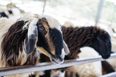 sheep in farmの写真素材