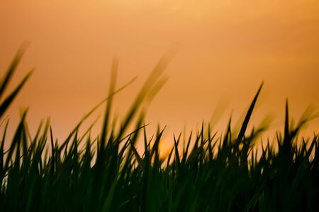 Paddy field plantation  in Thailand