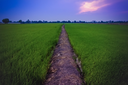 Paddy field plantation  in Thailandの写真素材