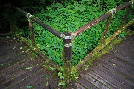 Wood path way among the forest in Doi Inthanon in Chiang Mai, Thailandの写真素材