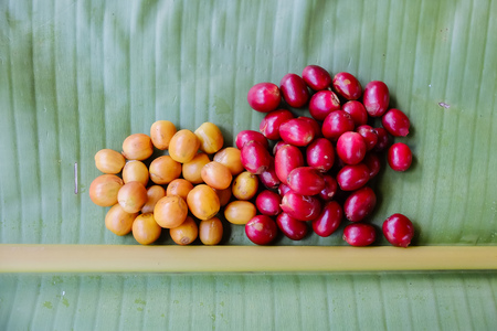 Fresh arabica coffee beans yellow and red colors.の写真素材