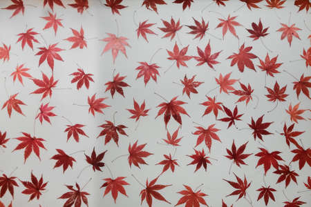 Fake maple leaf in a white paper backgroundの写真素材