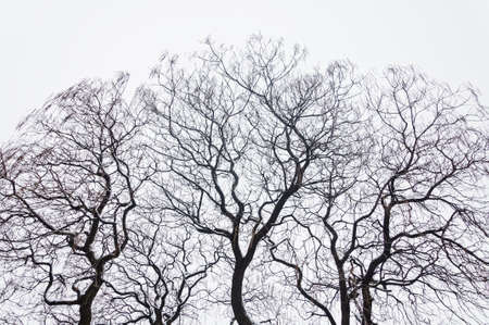 Branch of the trees among snow in winter