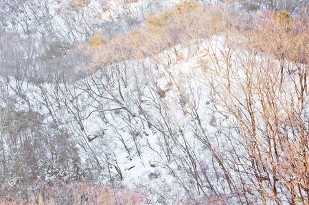 Winter landscape white snow of Mountain in Korea.のeditorial素材