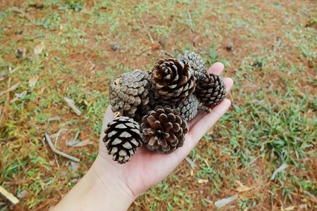 Close up pine cones on the hand.の写真素材