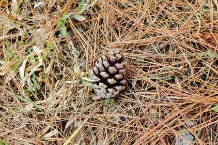 Close up pine cones on the floor in forest.の写真素材
