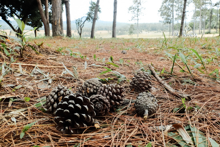 Close up pine cones on the floor in forest.の写真素材