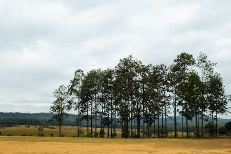 Thung Salaeng Luang National Park forest and savanna in Thailand.の写真素材