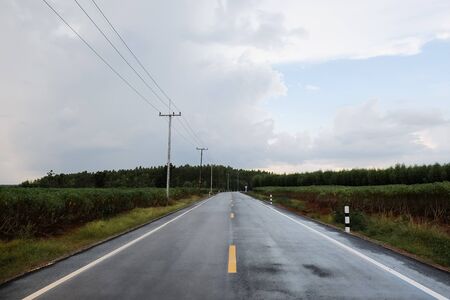 Wet asphalt road with plant beside into the forest.のeditorial素材