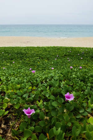 Layers of field, beach and sea the landscape of Thailand.の写真素材