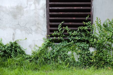 A weed are full of ground and wall.