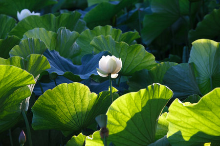 lotus flowerの写真素材