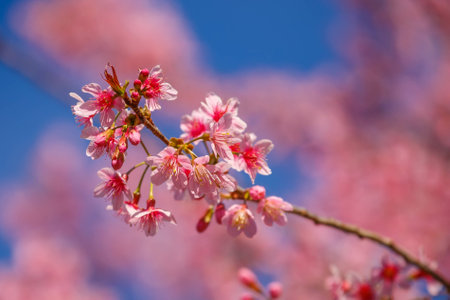 Cloae up cherry blossom  Pink Sakura flower blooming.の写真素材