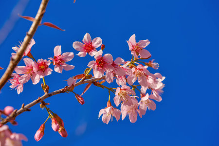 Cloae up cherry blossom  Pink Sakura flower blooming.の写真素材