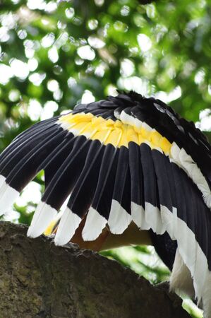 Hornbill certainly wingsの写真素材