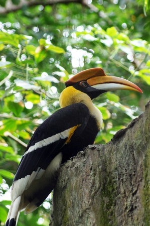 Hornbillの写真素材
