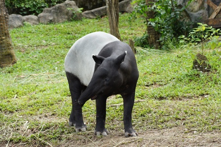 malayan tapir (tapirus indicus)の写真素材