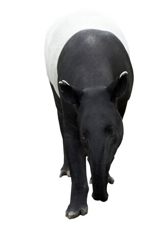 malayan tapir (tapirus indicus)の写真素材