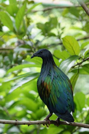 A Nicobar Pigeon, Caloenas nicobarica, standing on a tree branchの写真素材