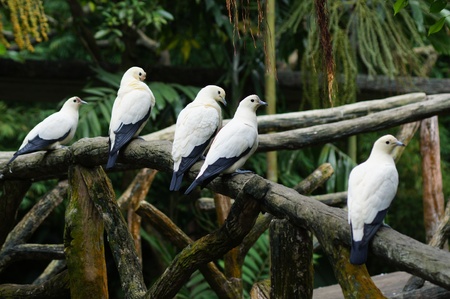 Pigeonの写真素材