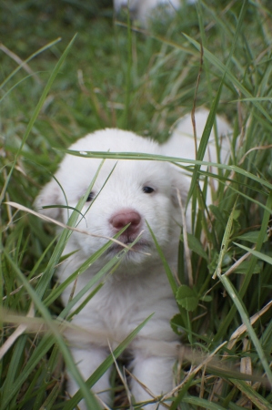 playful puppy