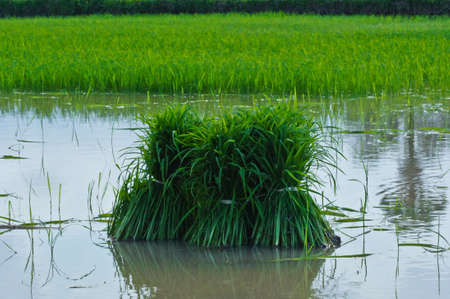 Sapling rice in Farm at Southern of Thailand.