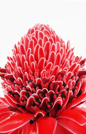 Red flower of etlingera elatiorの写真素材