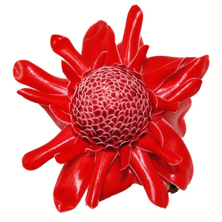 Red flower of etlingera elatiorの写真素材
