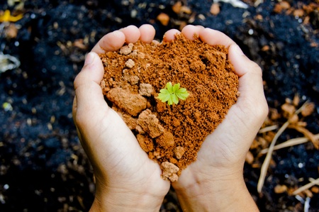 growing tree in handの写真素材