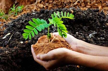 growing tree in handの写真素材