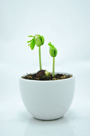 the sprout of tamarind seedの写真素材