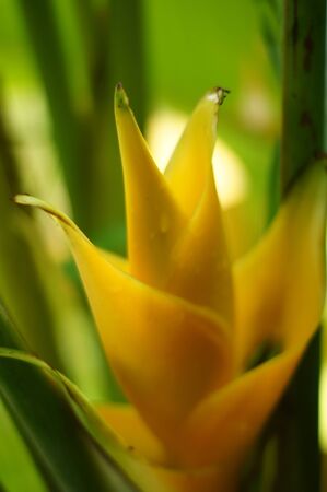 Yellow Heliconia flower bloomingの写真素材