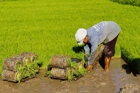 Thai farmer planting Sapling rice のeditorial素材