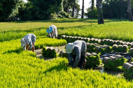 Thai farmer planting Sapling rice のeditorial素材