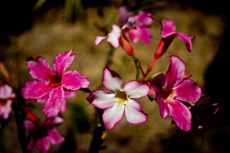 Desert Rose - Impala Lily - Mock Azalea