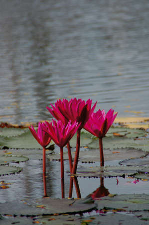 water lilyの写真素材